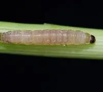 关于c丱螣的信息-欧博官方网站